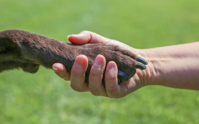 Emotional Support Animals: Considering the Ramifications