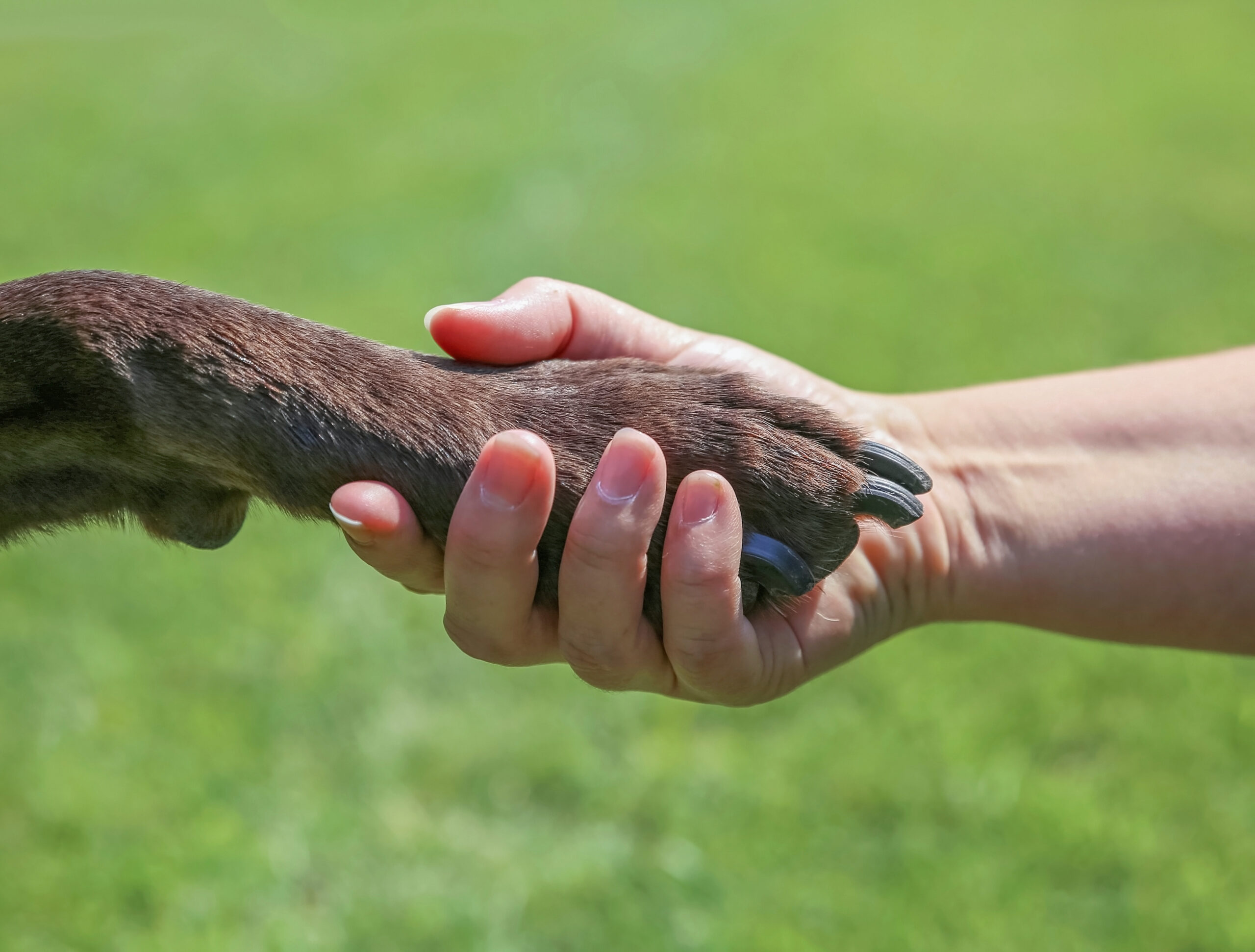 a woman holding the paw of a chocolate labrador retriever outdoor at a park in summer time representing love, friendship, training, companionship, teamwork or other concepts in a natural background